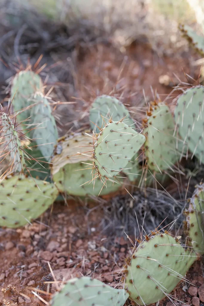 detail shot of a cactus