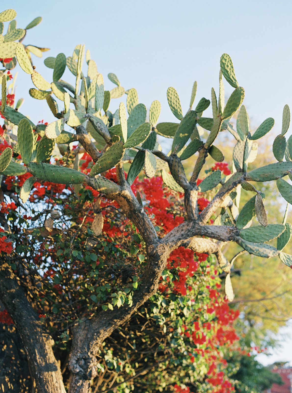 Cactus and bougainvillea garden at Casa de Sierra Nevada Belmond Hotel