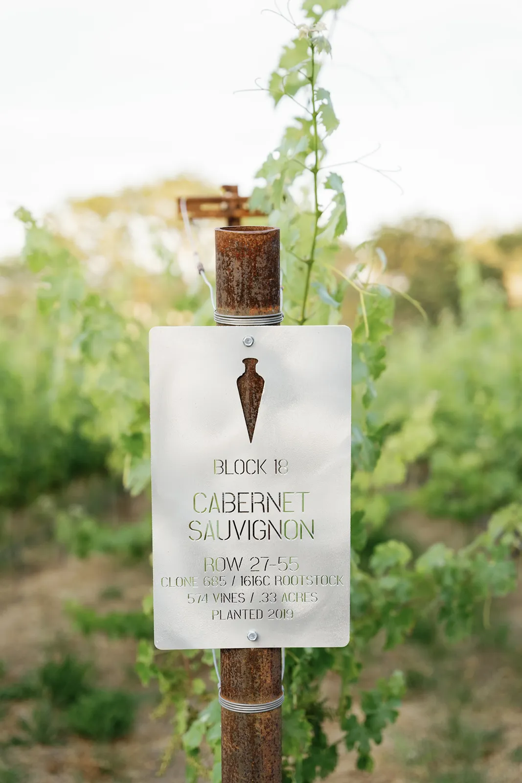 Sign on a vineyard post describing type of wine from the grape being grown as Cabernet Sauvignon