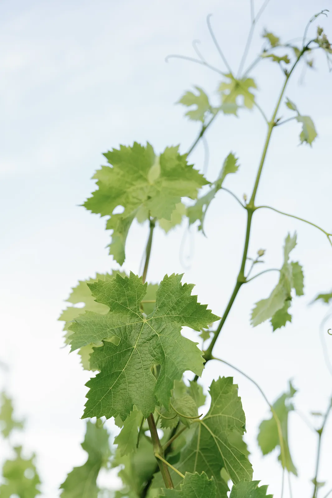 Green vineyard leaves photographed during a Sonoma rehearsal dinner weekend