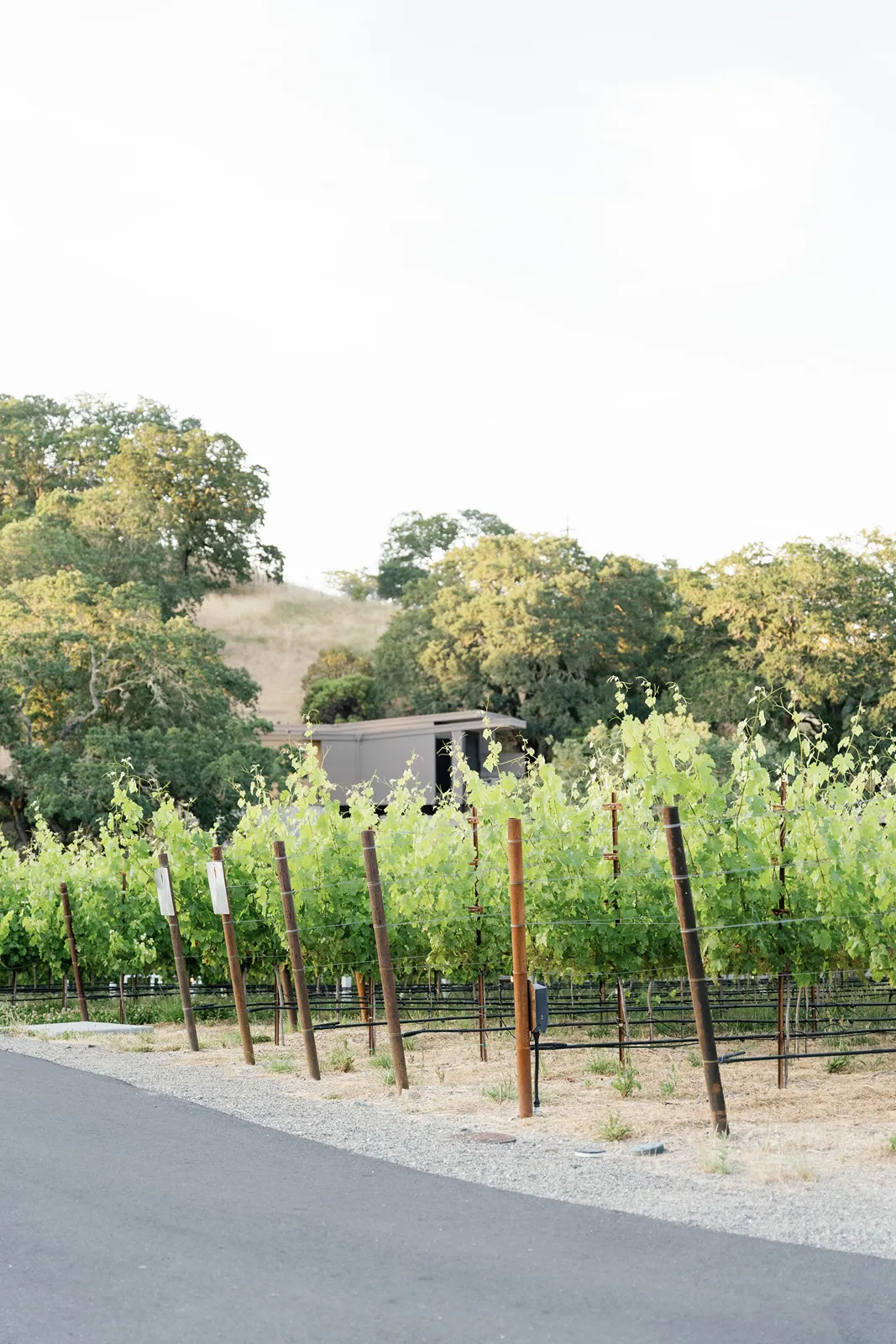 Rows of grapevines stretching across a scenic landscape in Montage Healdsburg