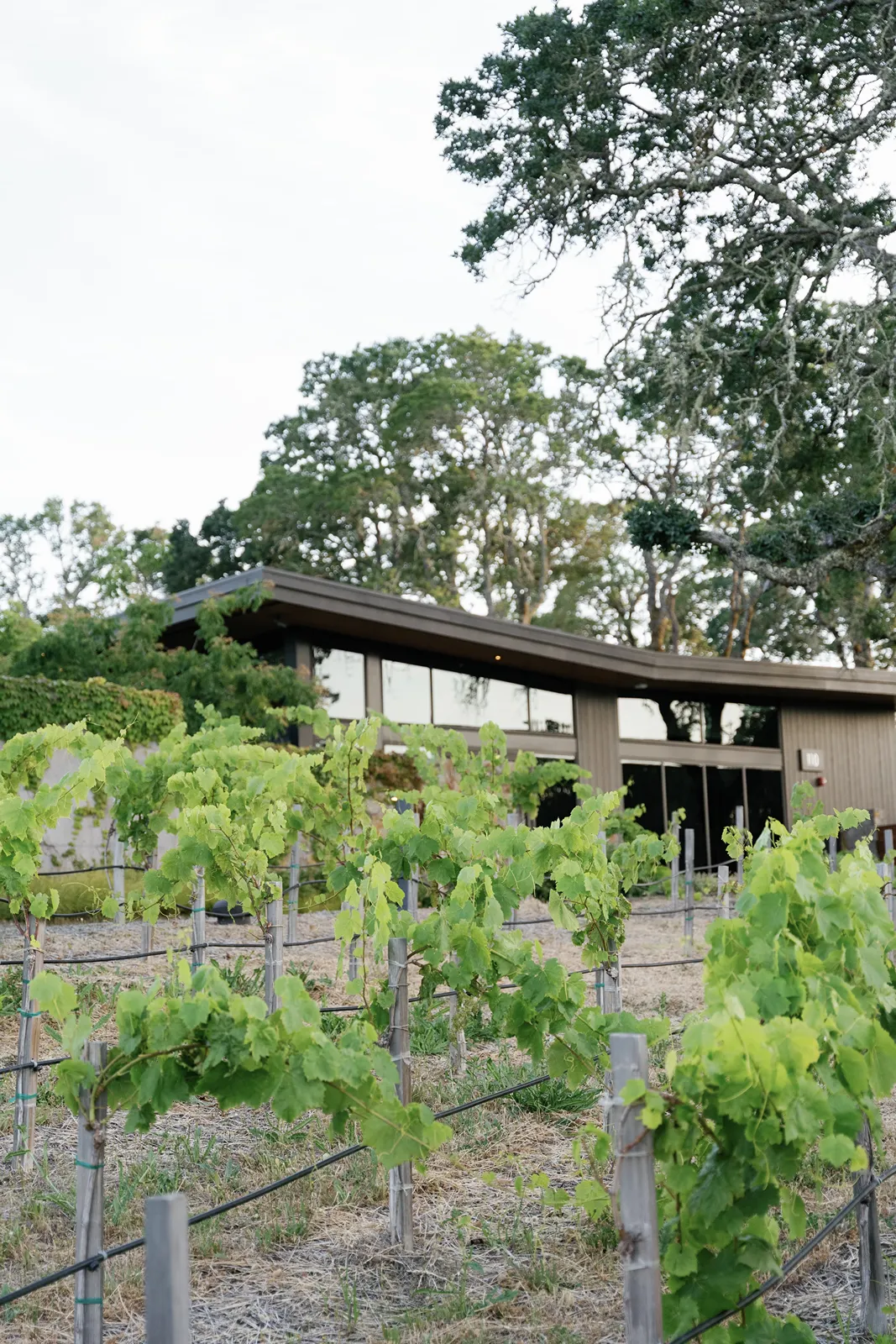 Rows of vineyard vines with a modern building in the background in Montage Healdsburg during a rehearsal dinner