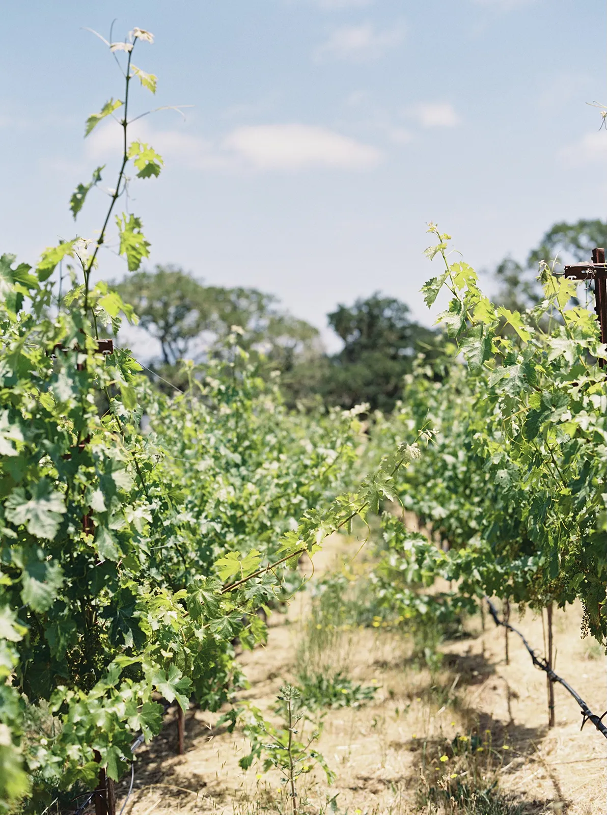 views of a lush vineyard in California