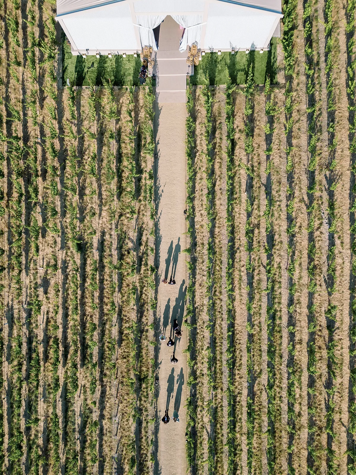 Aerial view of wedding guests walking along a central path through vineyard rows toward a ceremony site at Montage Healdsburg
