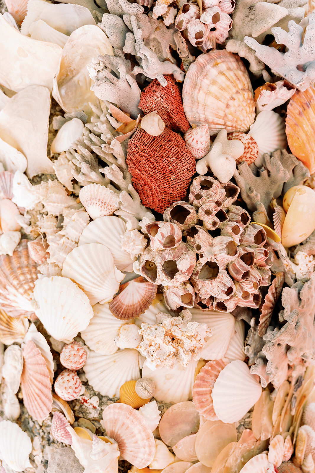 Close-up of seashells and coral textures photographed during a wedding weekend