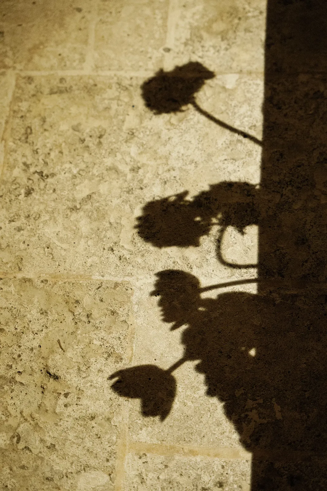 Artistic shadow of floral arrangements cast on a stone wall during an elegant evening celebration
