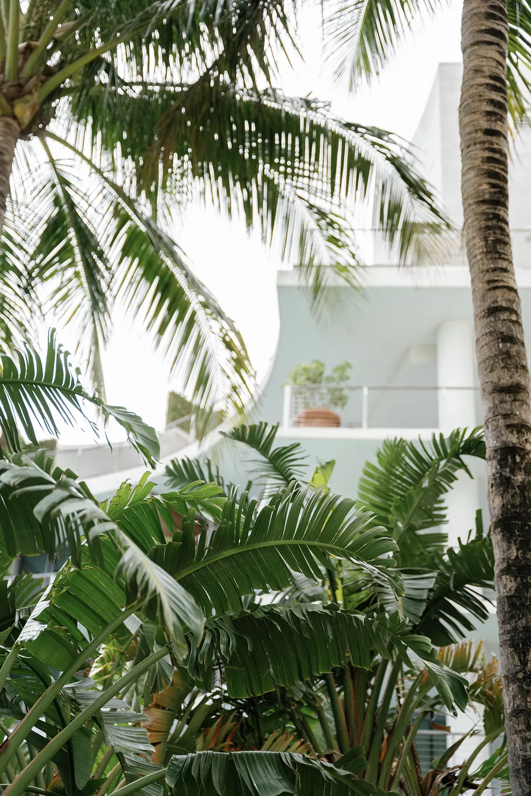 Lush tropical palm trees framing a modern outdoor wedding setting in soft daylight