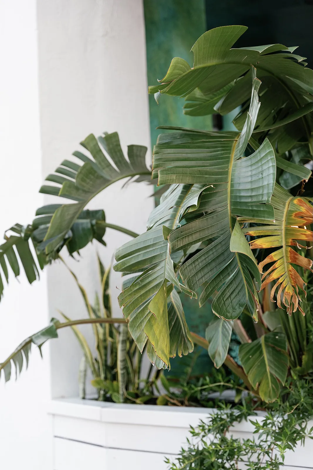 Lush tropical plants and greenery decorating the restaurant space in Miami Beach